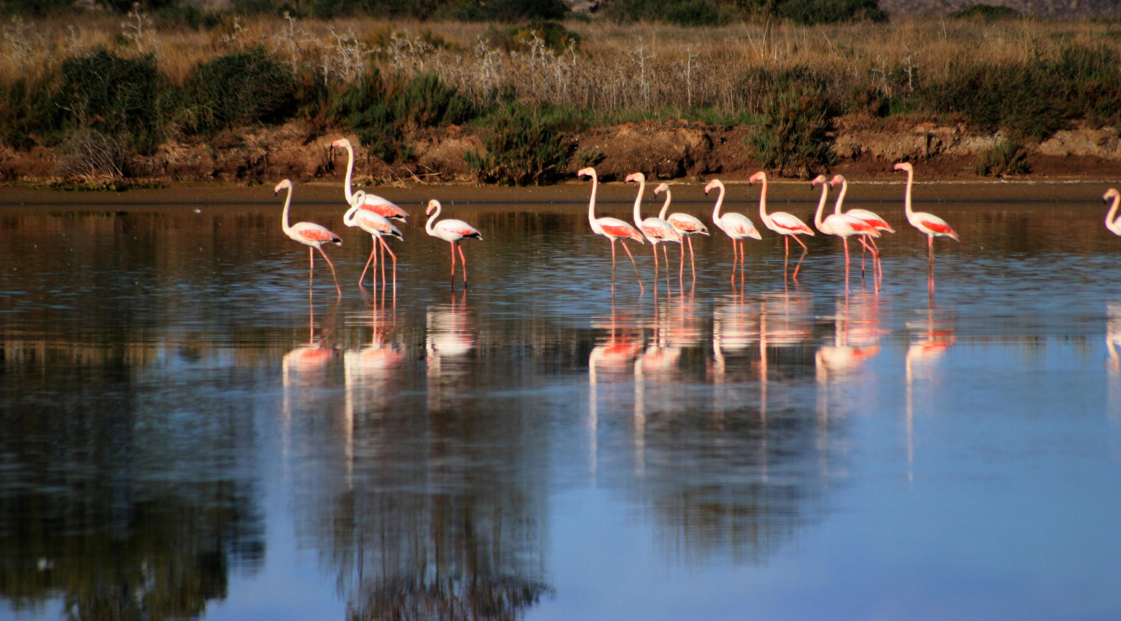 Ria Formosa Natural Park image 1