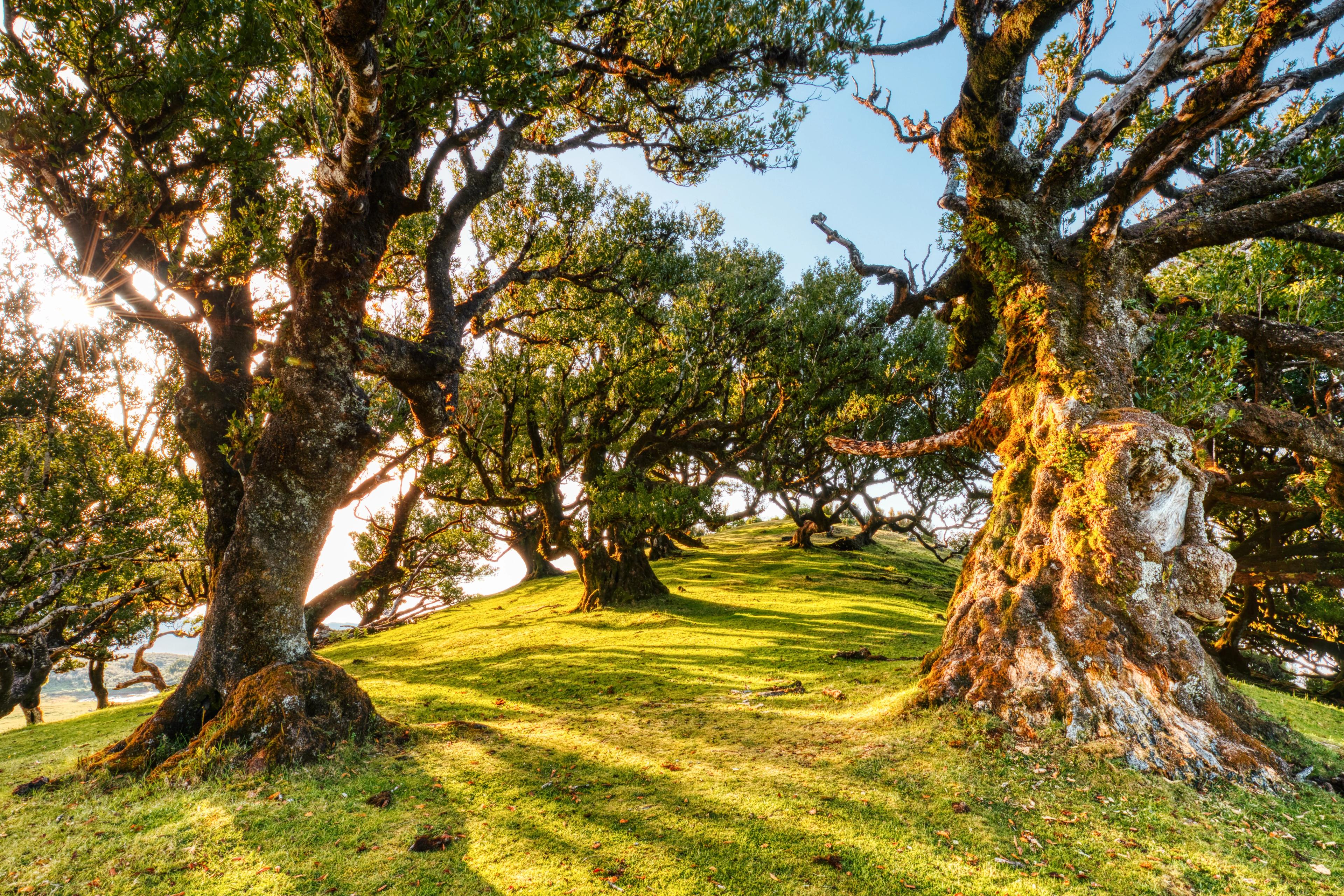 Laurisilva Forest image 1