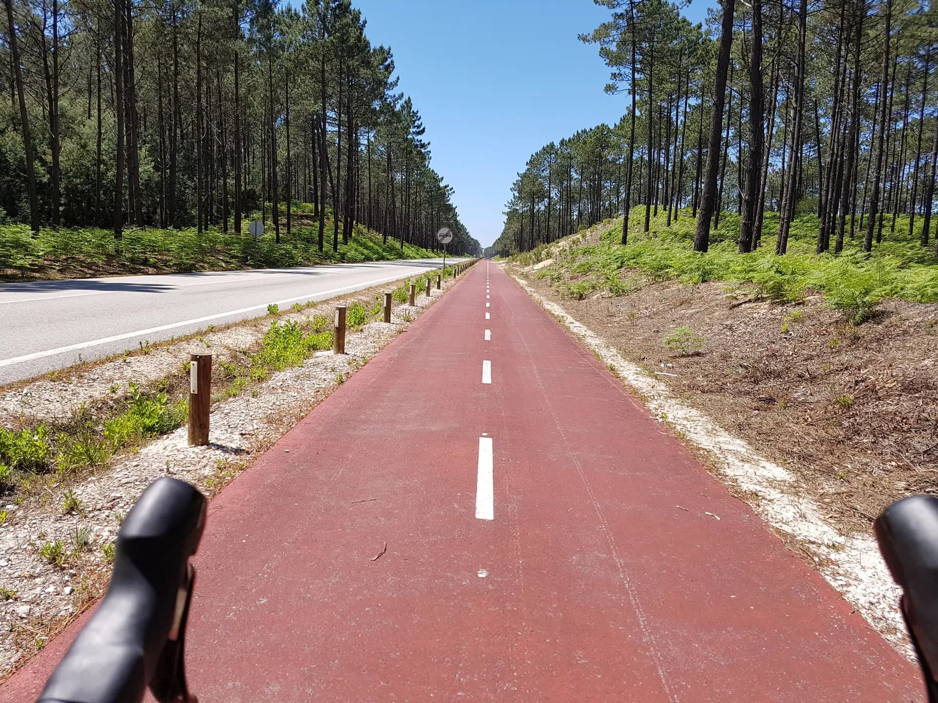 Cycling on a red path through pine forest near a road in Mata Nacional do Urso.