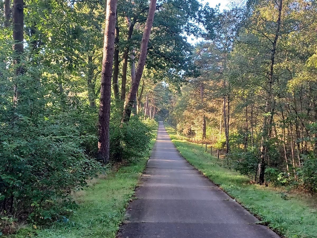 Paved path through a lush green forest with tall trees