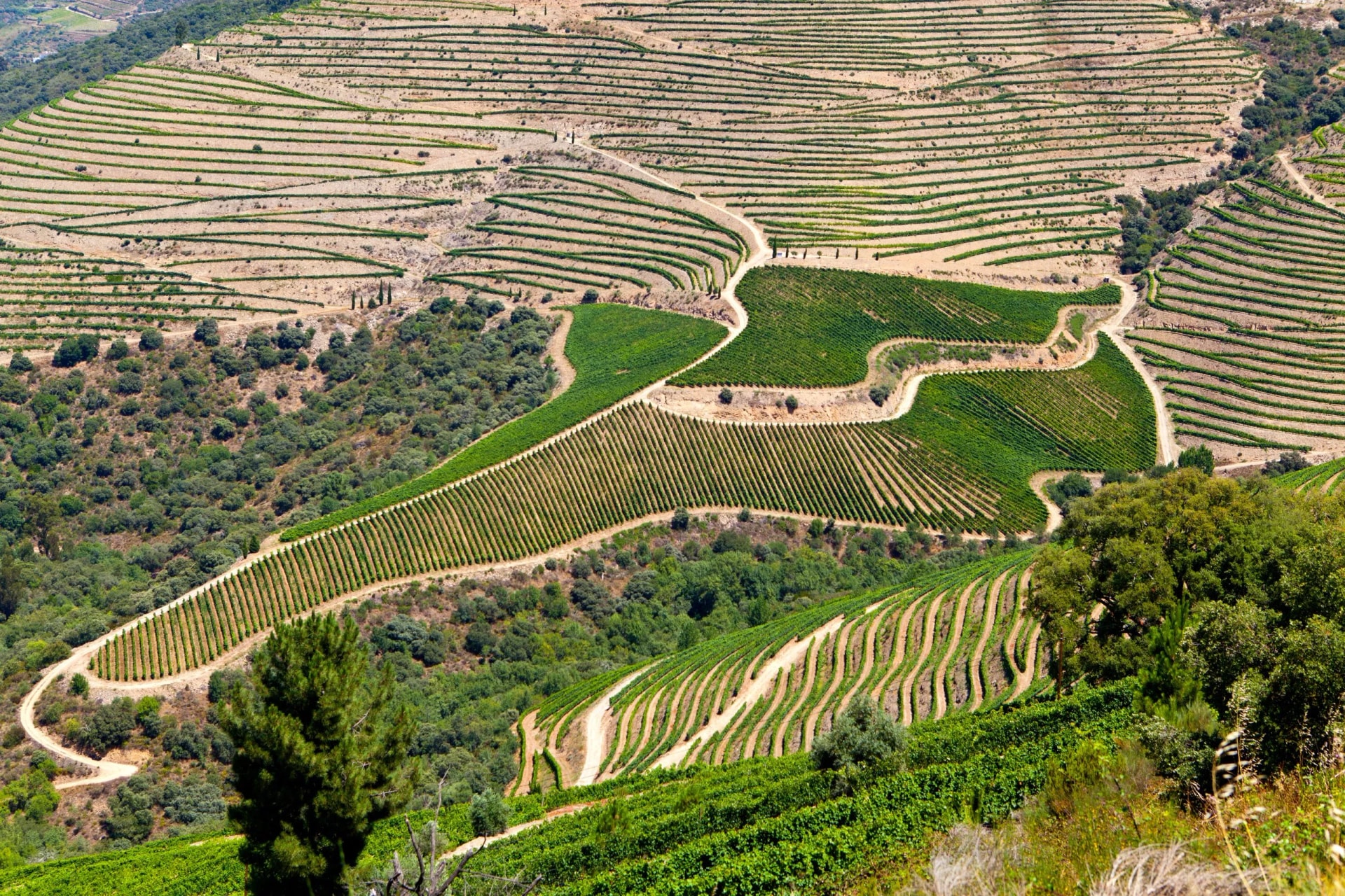 Douro Valley Sykkeltur