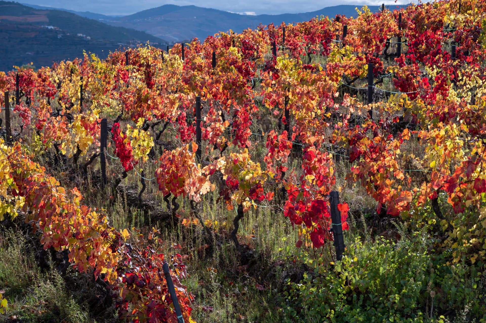 Oldest wine region in world Douro valley in Portugal, colorful very old grape vines growing on terraced vineyards, production of red, white and port wine.