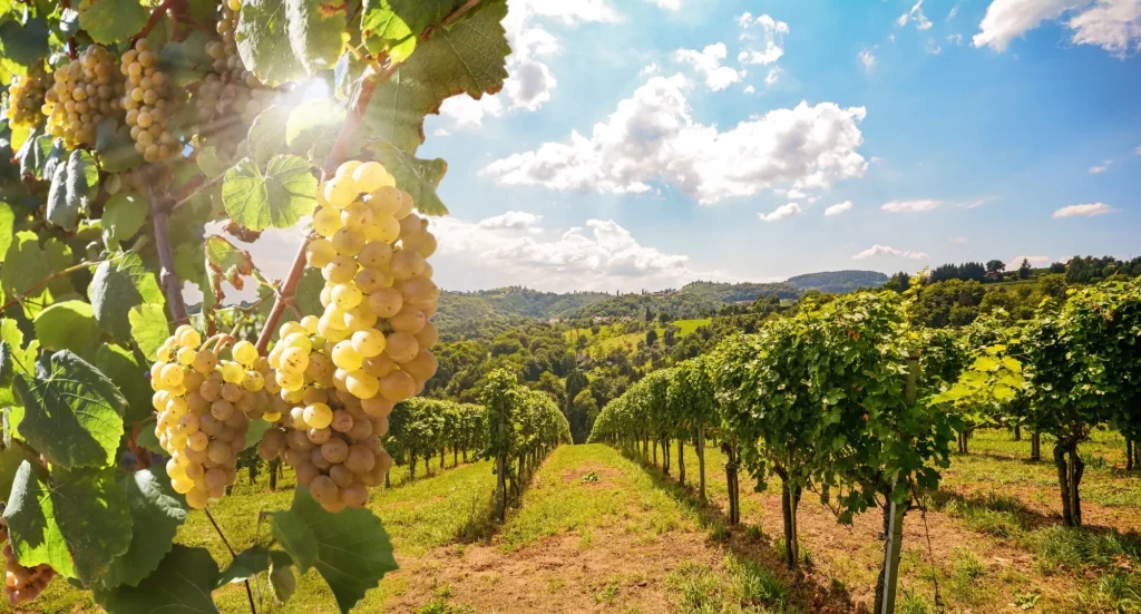 Discover a new rhythm amidst the vineyards